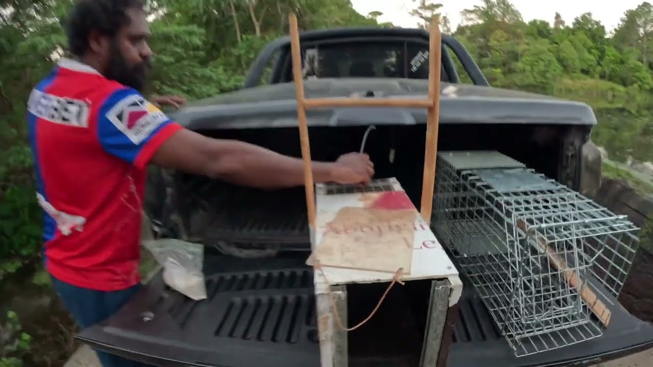 Setting Traps to Catch a Palm Island Delicacy (POSSUM) Australia 4816