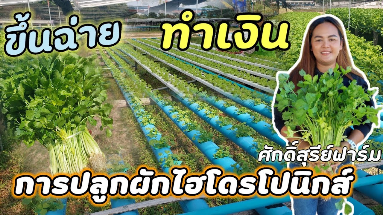 ผักไฮโดรโปนิกส์  เข้าหน้าหนาวแล้วลองมาปลูกผักดูครับ ที่ ศักดิ์สุรีย์ฟาร์ม#ผักไฮโดรโปนิกส์ #ผักสด🌿