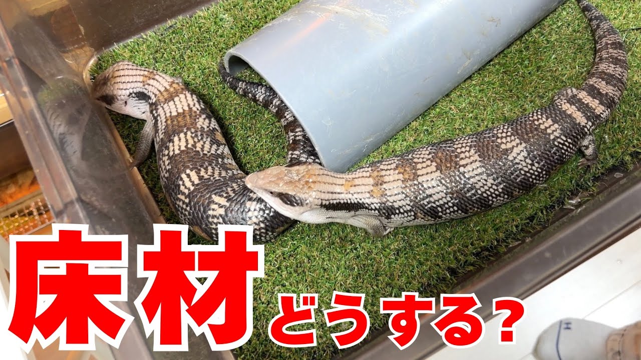 アオジタの最適な床材は...!?