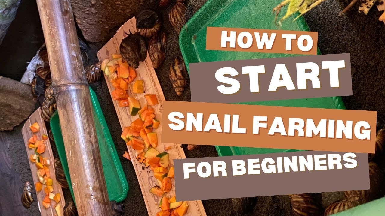 Snail Farming Training for Beginners: How to manage a productive Snail Farming.