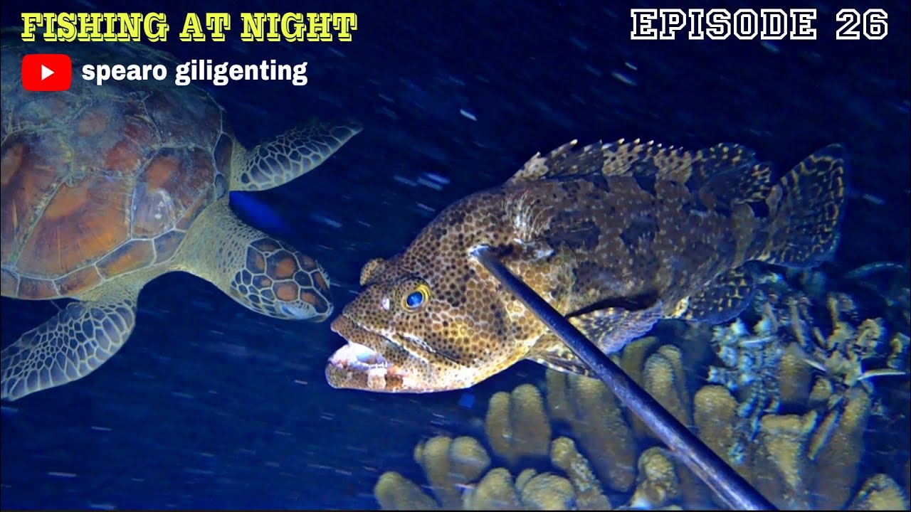 NIGHT SPEARFISHING EPISODE 26 | FISH HUNTING AT NIGHT