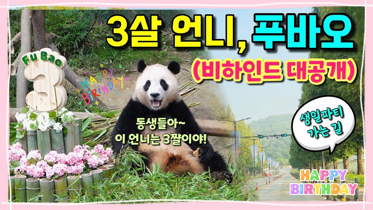 [🎂] (비하인드컷 대공개!!) 영원한 아기판다 푸바오의 3살 생일의 모든것!!!🎂🎉/ 푸바오야! 너 3살이어도 아직 한참 아가니까 그런중 알아!💕/ 에버랜드 판다월드