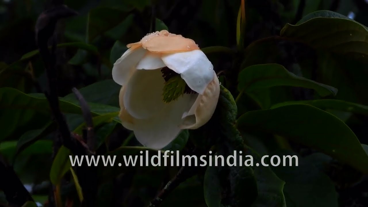 Magnolia globosa flower cups grow wild on Himalayan tree in north Sikkim - wild magnolia species