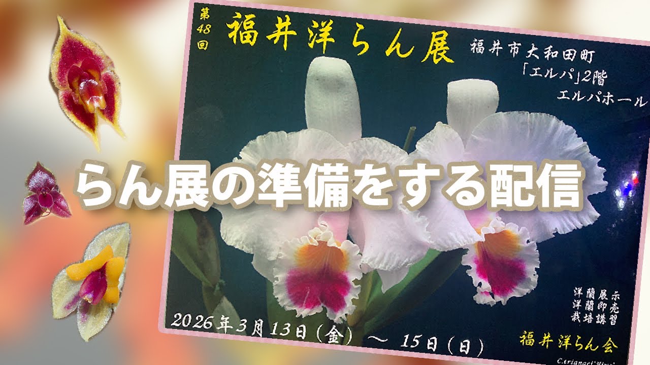 【園芸】来週末のらん展へ向けて準備していく！