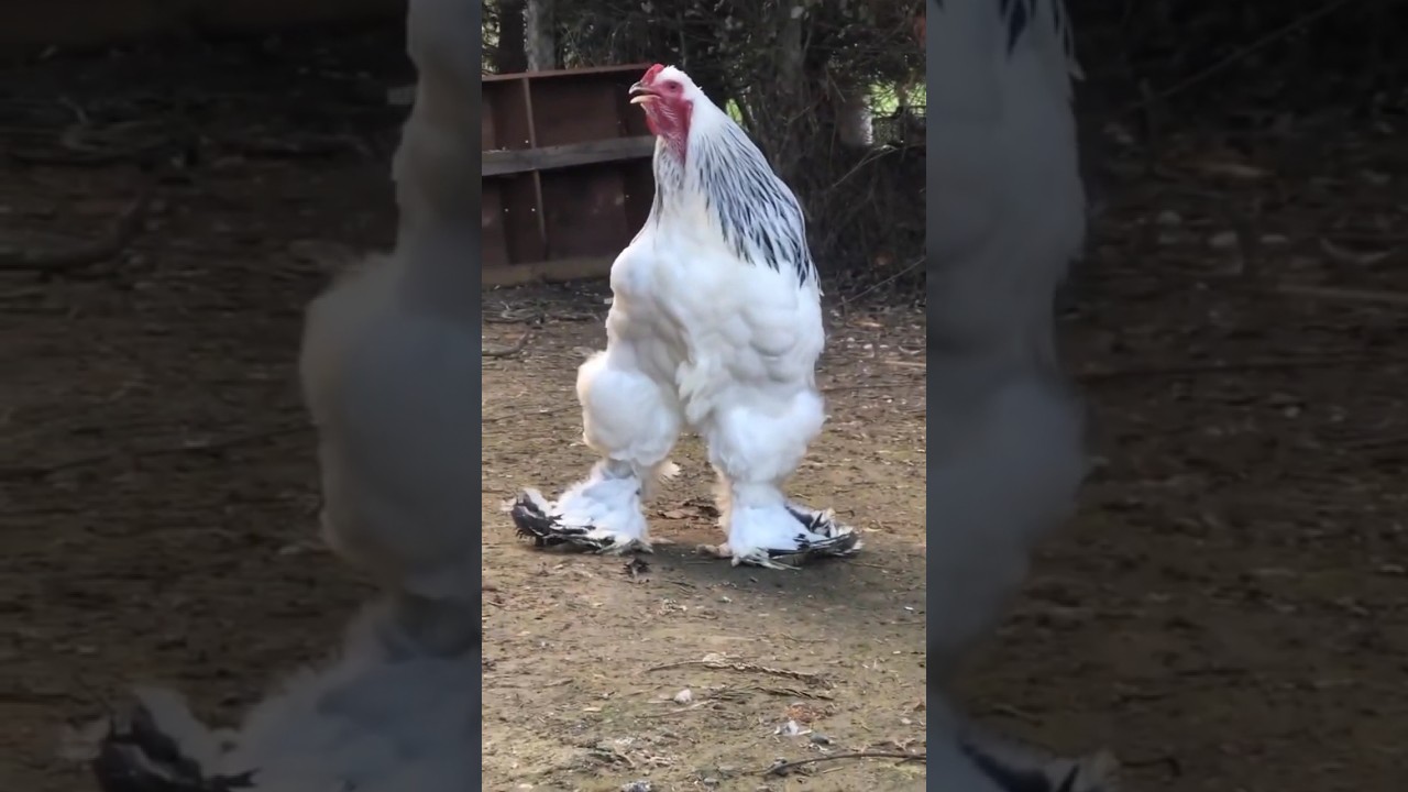 Gigantes Pollos Brahma #pollos #pollosbrahma #granja #aves #avesdecorral
