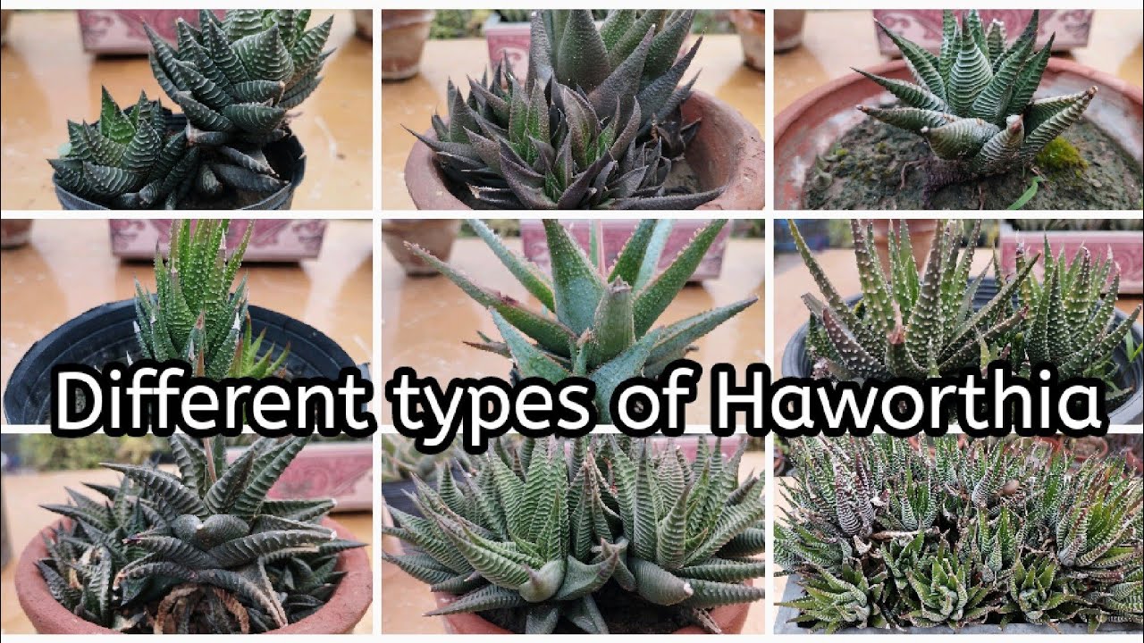 Different types of Haworthia | Haworthia plant with their names | Different kinds of cactus plants