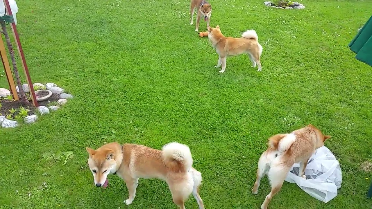 Lisko Shiba