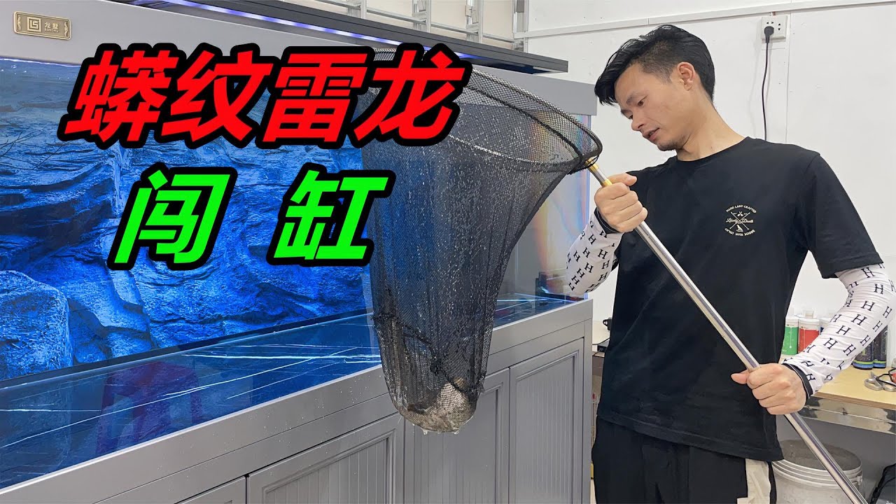 60公分野生大黑魚，放入兩米魚缸之後，瞬間彰顯霸氣 #水族