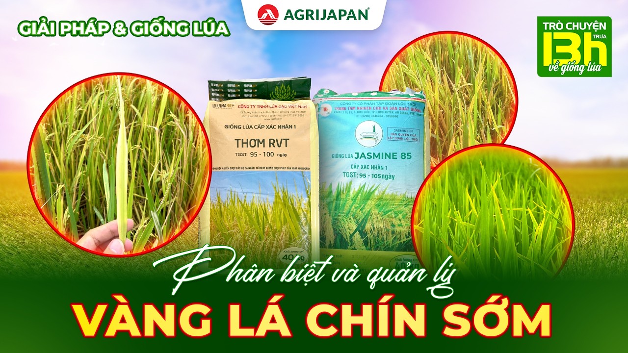 AgriJapan | Giải Pháp & Giống Lúa - Phân Biệt Và Quản Lý Vàng Lá Chín Sớm Trên Giống Jasmine, RVT