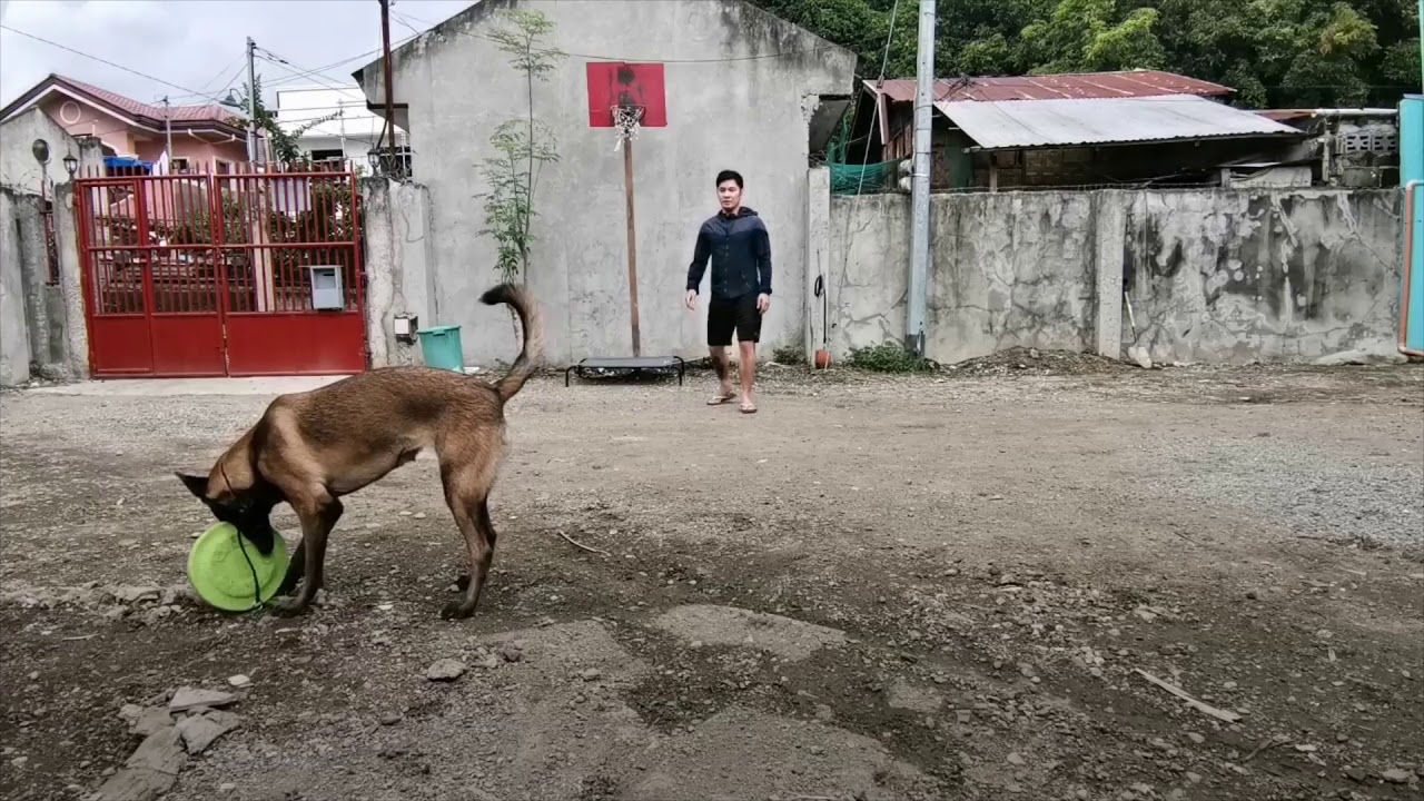 Obedience Training | 7 Month Old Belgian Malinois  |  Dog Trainer Cebu