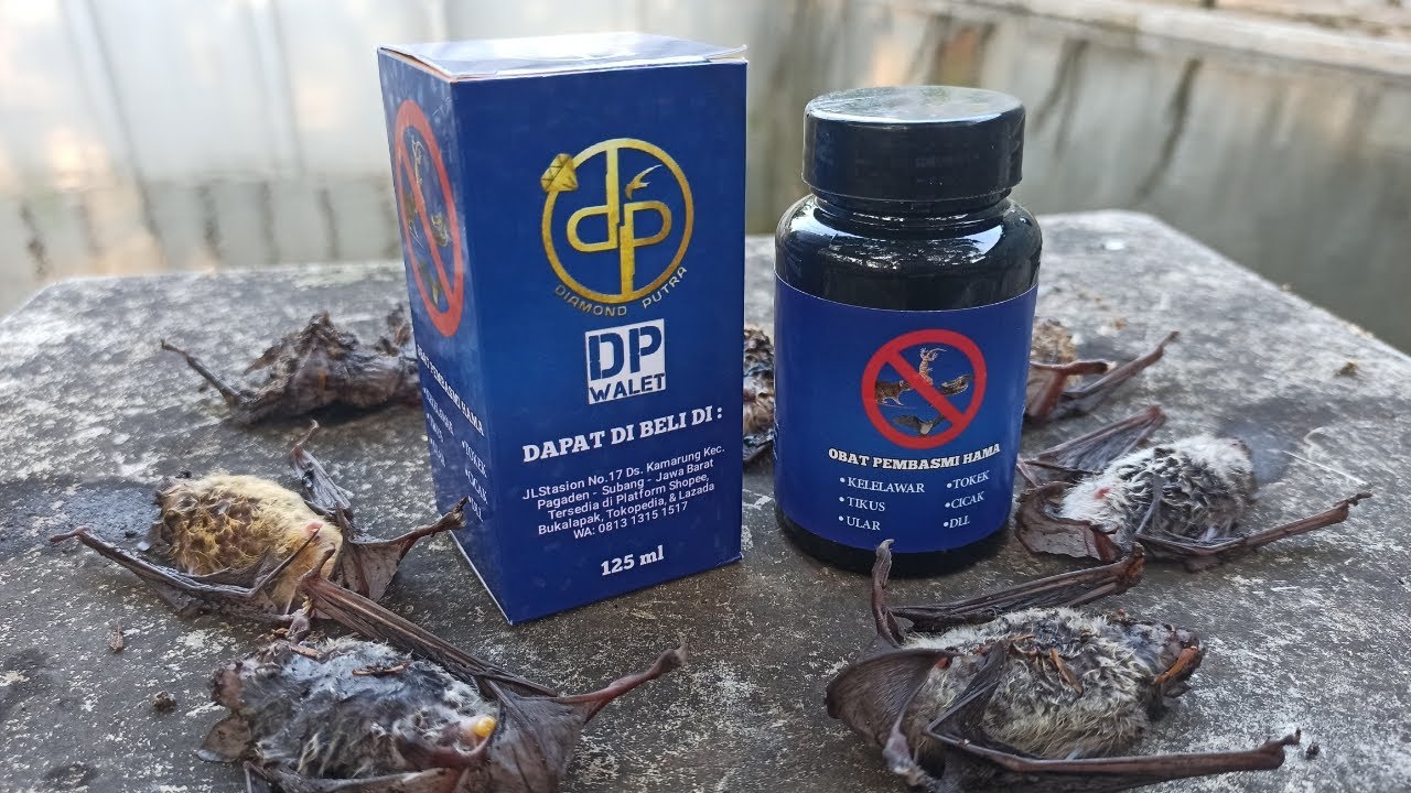 Cara Penyemprotan Obat Hama DP Walet Pembasmi Kelelawar