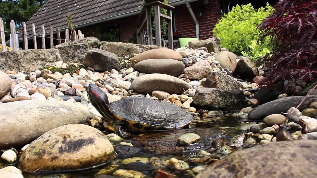 Turtle song by Michael Telapary