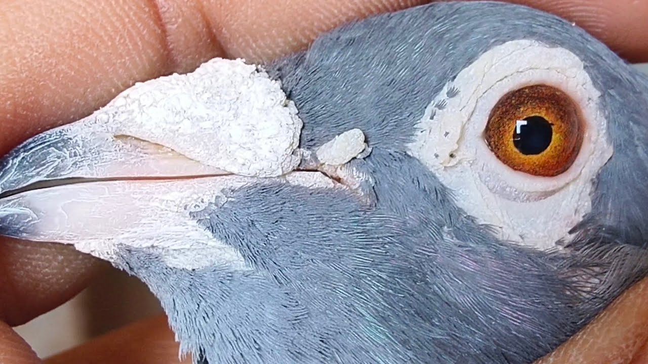 वर्ल्ड फैमस मम्मो उस्ताद G के मद्रासी कबूतर (Ustad vipin jain azadpur mandi wale delhi #pigeon#birds