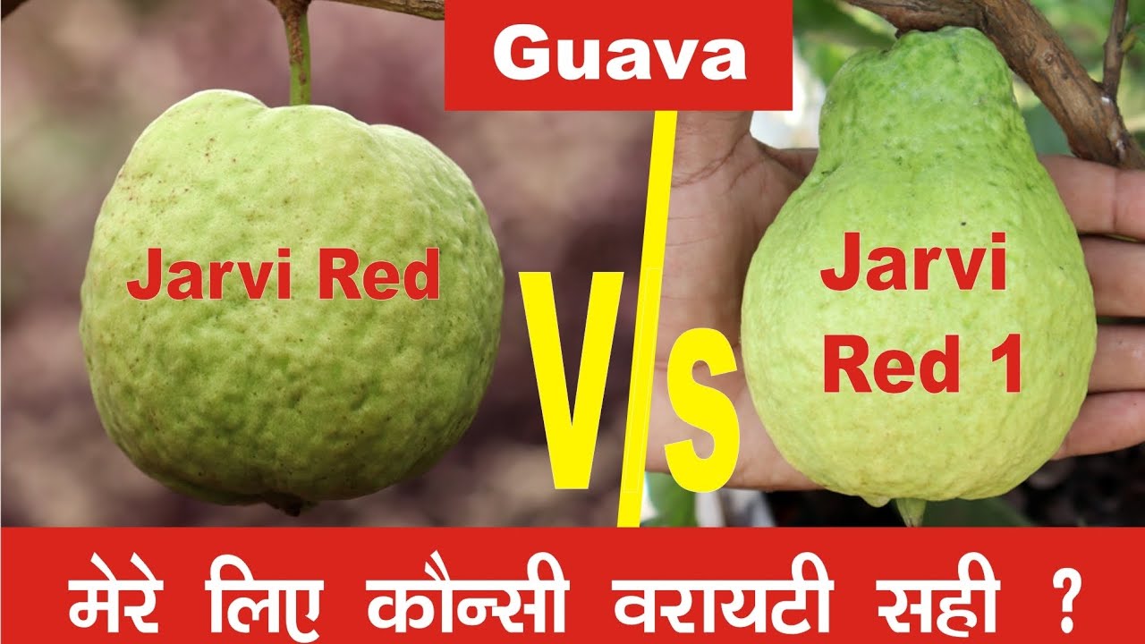 Jarvi Red V/s Jarvi Red 1 कौनसी वैरायटी सही है? । 9106310963