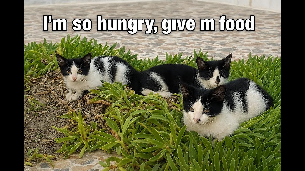 I'm so hungry, give me food