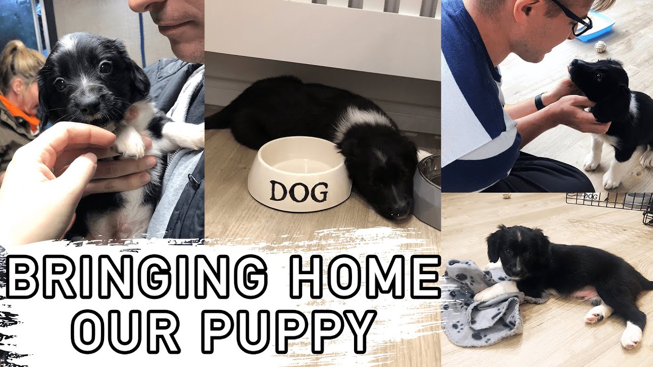 BRINGING HOME OUR NEW PUPPY: 8 Week Old Sprollie Puppy Coming Home For The First Time! UK Puppy Vlog