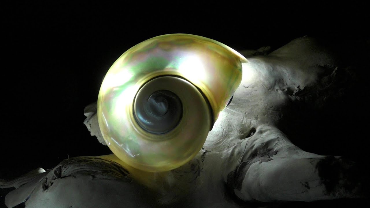 貝磨き　Shell polishing