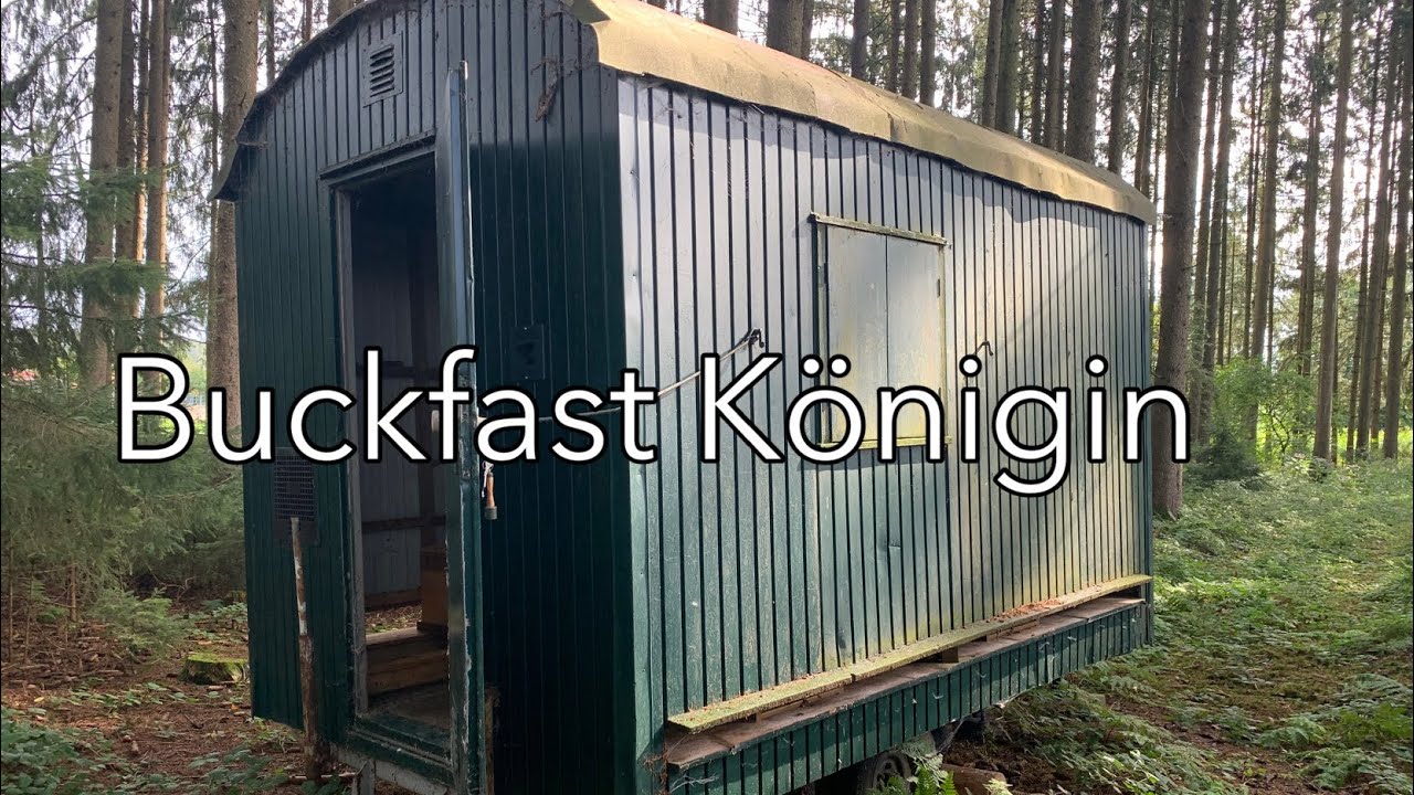 Buckfast Königin