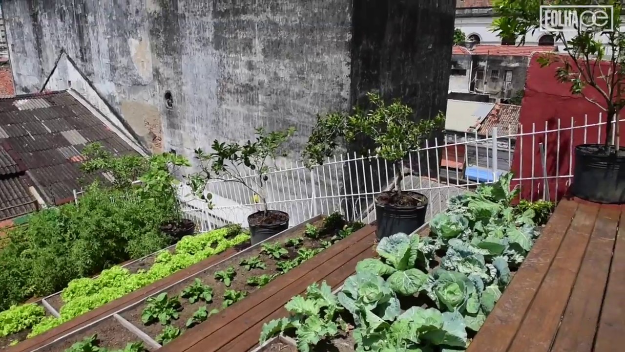 [Cotidiano] ONG cria telhado verde com horta orgânica no Recife