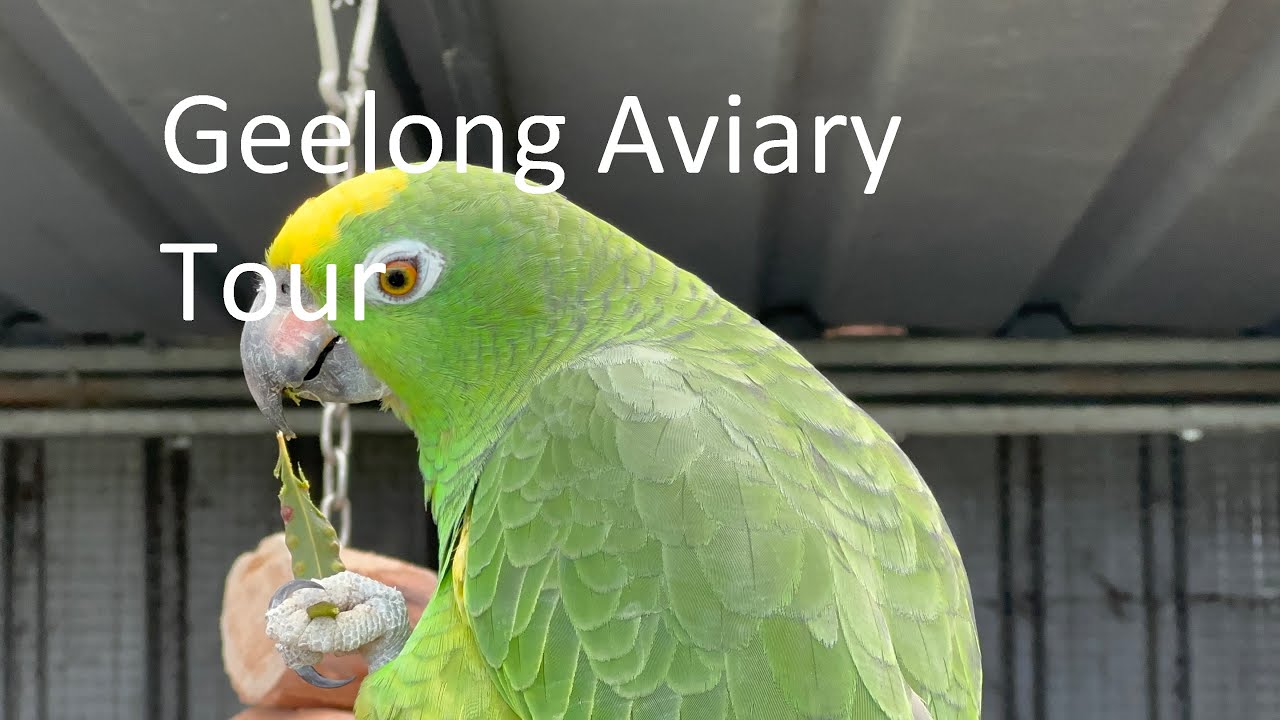 Australian Aviary Tour in Geelong