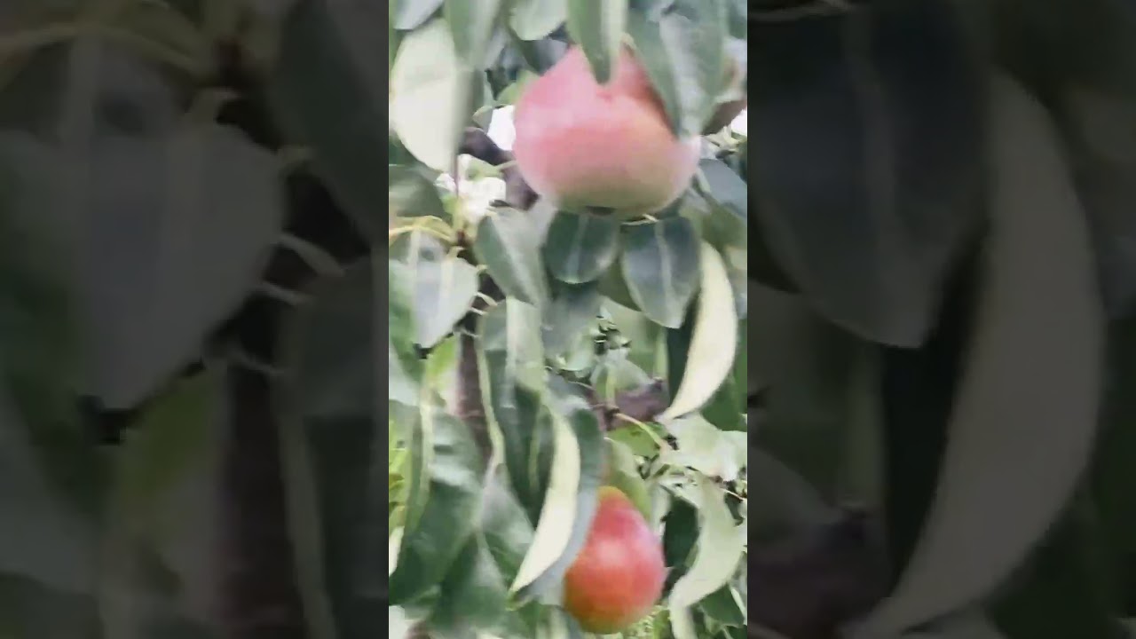 Organic pears 🍐