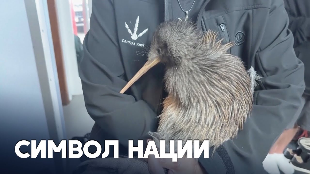 11 редких киви выпустили в дикую природу в Новой Зеландии