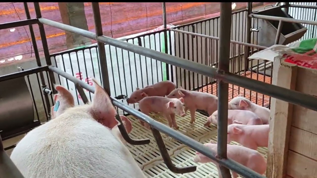 Cận Tết Vào Trại Nái Kiểm Tra Công Việc Và Làm Vắc Xin Cho Lợn Con 