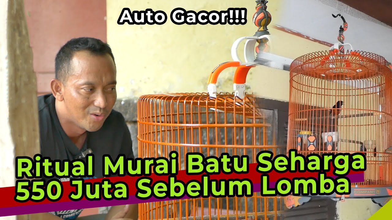 Murai Batu Termahal Yang Pernah Mr Prio Beli Siap Tarung!!!! Ternyata Ritualnya Begini Sebelum Lomba