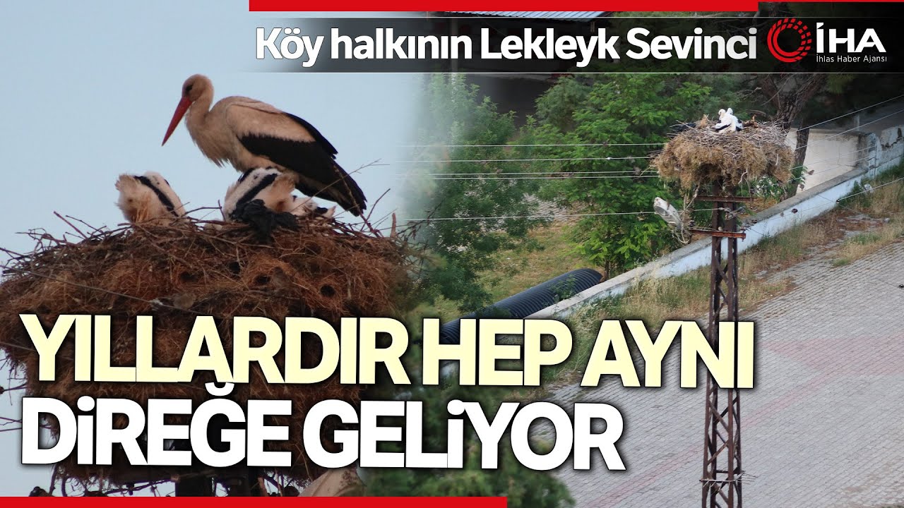 Sevimli Leylek Senelerdir Geldiği Köyde Sevinçle Karşılandı