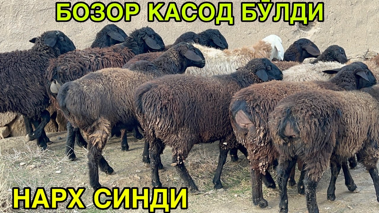 БОЗОР СИНДИКУ. ☎️+998996058118