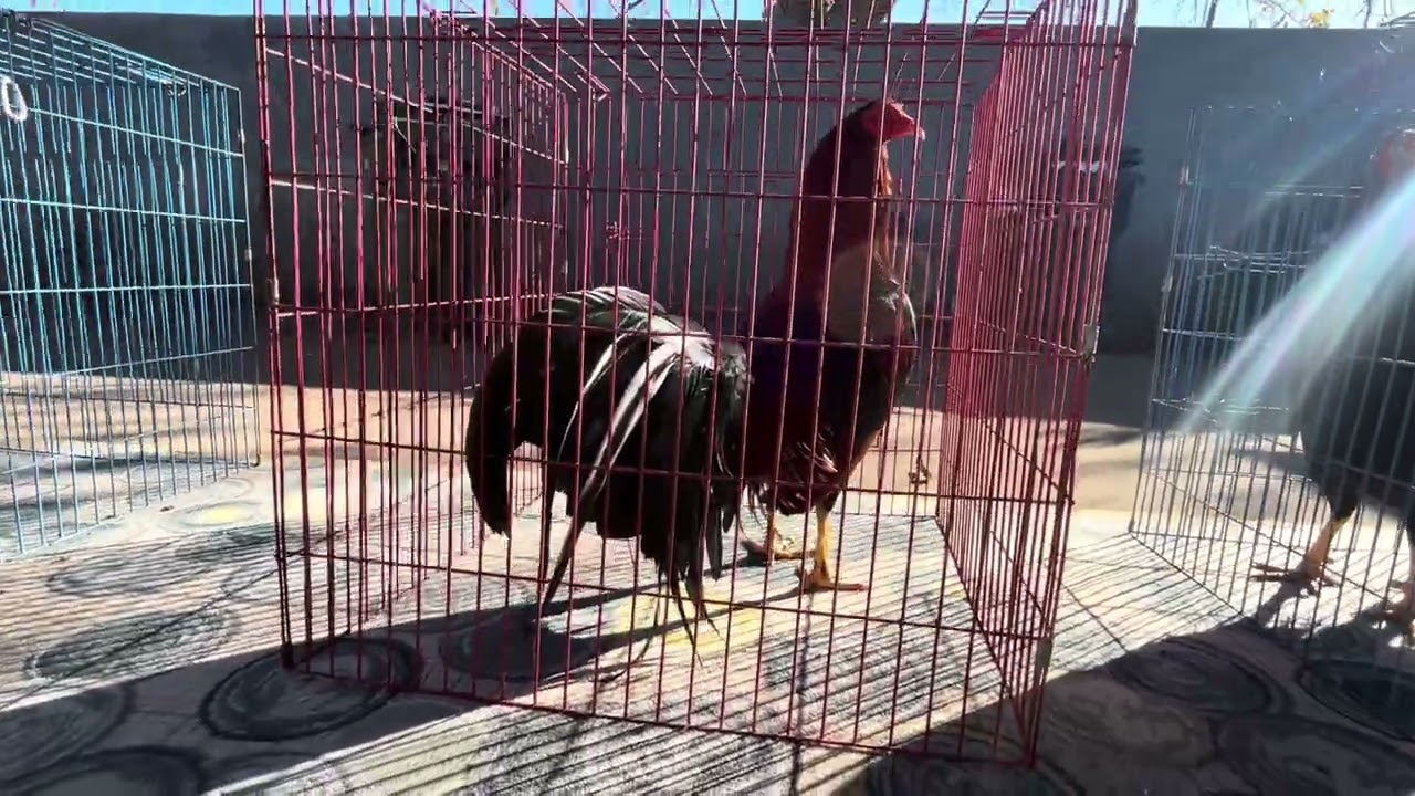 ☀️ 🐓 Aprovechando El Solecito De Diciembre 