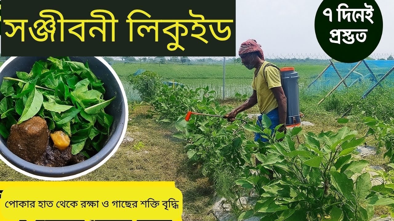 সবজি গাছের জন্য সঞ্জীবনী লিকুইড তৈরির উপায় | প্রাকৃতিক কীটনাশক ও গাছের শক্তি বৃদ্ধি