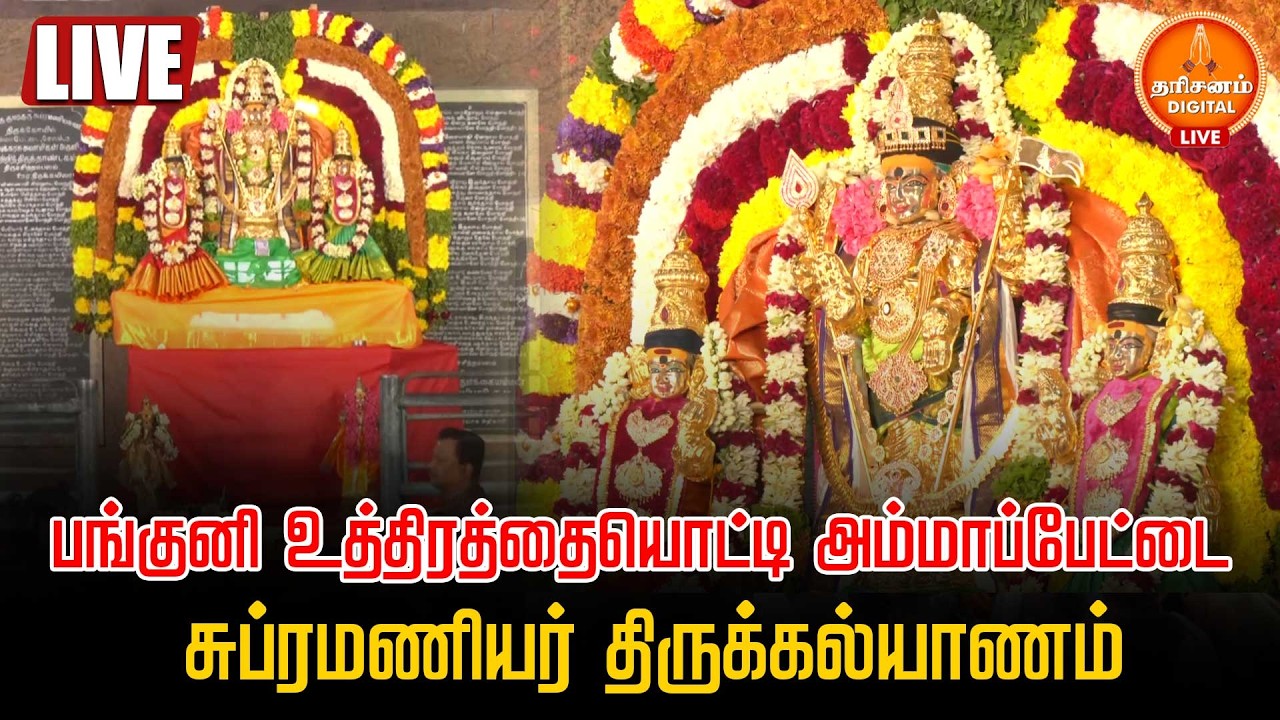 🔴LIVE: பங்குனி உத்திரத்தையொட்டி அம்மாப்பேட்டை சுப்ரமணியர் திருக்கல்யாணம்