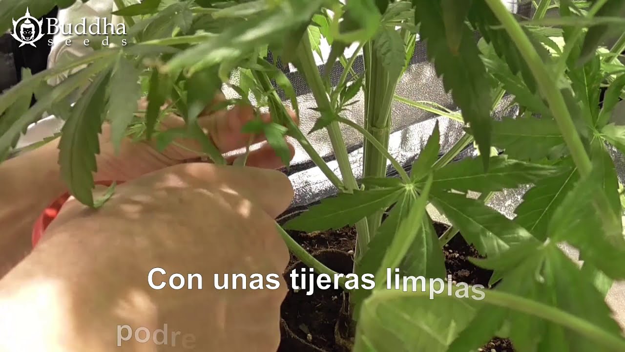PODA RAMAS BAJAS PLANTAS