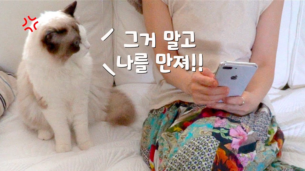 핸드폰에도 질투하는 고양이 [고양이 일상]