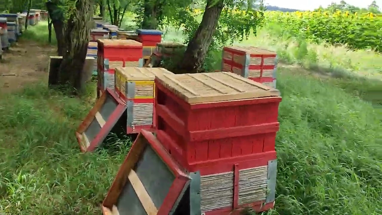 Beekeeping. Итальянка и магазины. Или почему пчелы не идут в магазины?