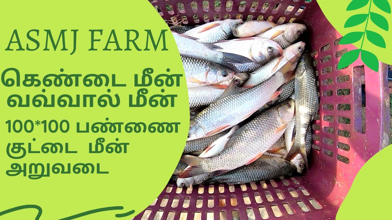பண்ணை குட்டை  மீன் அறுவடை கெண்டை மீன் வவ்வால் மீன்/ Subsidy Pond Fish Harvesting Indian Major Crops