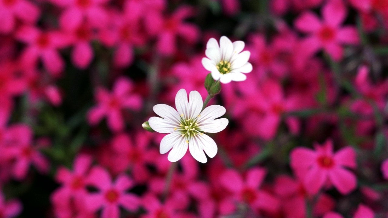 "Blue flower"(Голубой цветок), песня Шри Чинмоя-Khane Khane