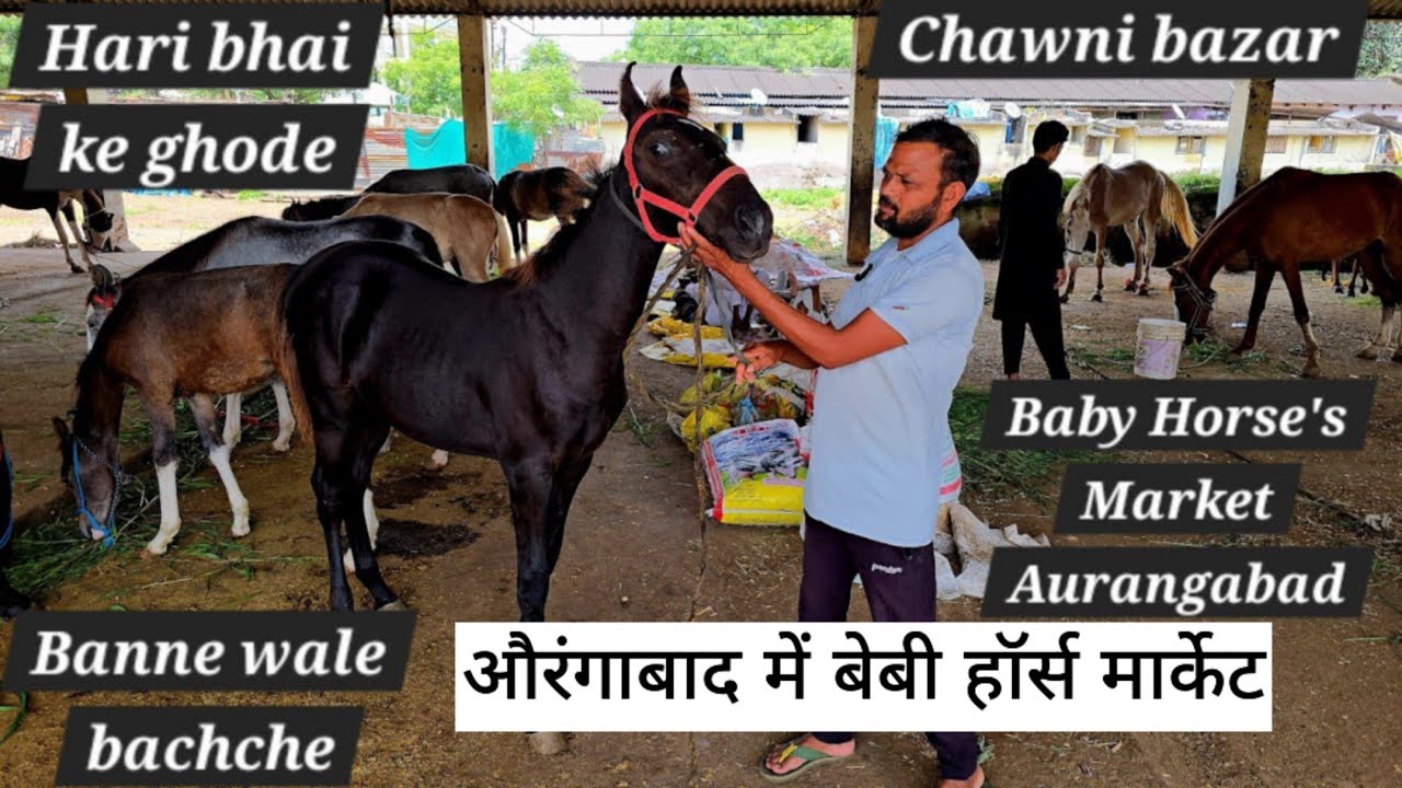 Baby horse market in Maharashtra Aurangabad chawni ghoda bazar | milk teeth colts | marwadi ghode