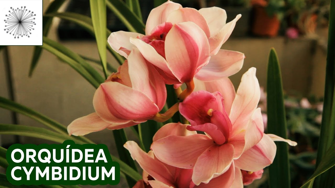 Todo sobre la Orquídea Cymbidium