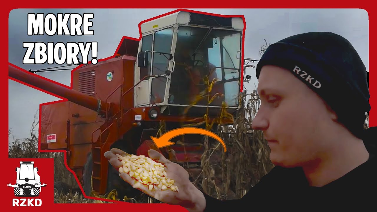 Bizon Super - TRUDNE WARUNKI zbioru tegorocznej kukurydzy!