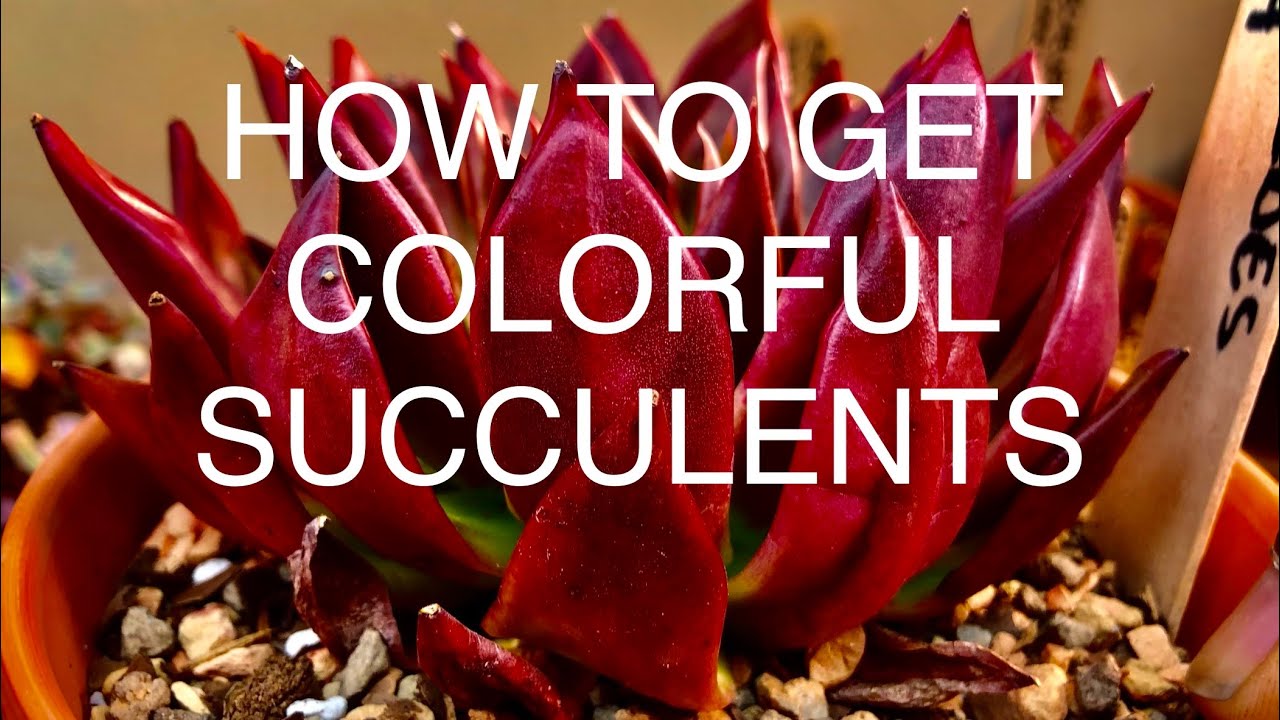 5 things to do to make COLORFUL SUCCULENTS tricks on how to bring out the colour in your succulents