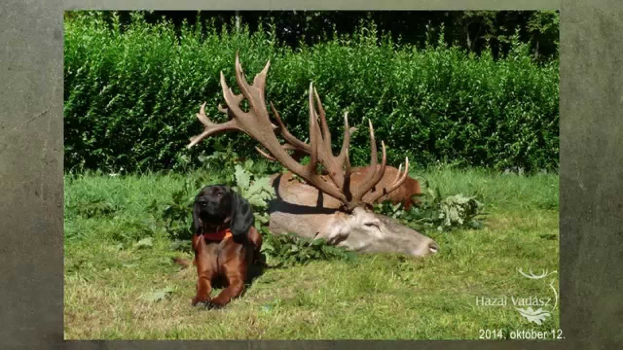 2014. október 12: Trófeaszemle a Sárosfői Vadászháznál - I.rész