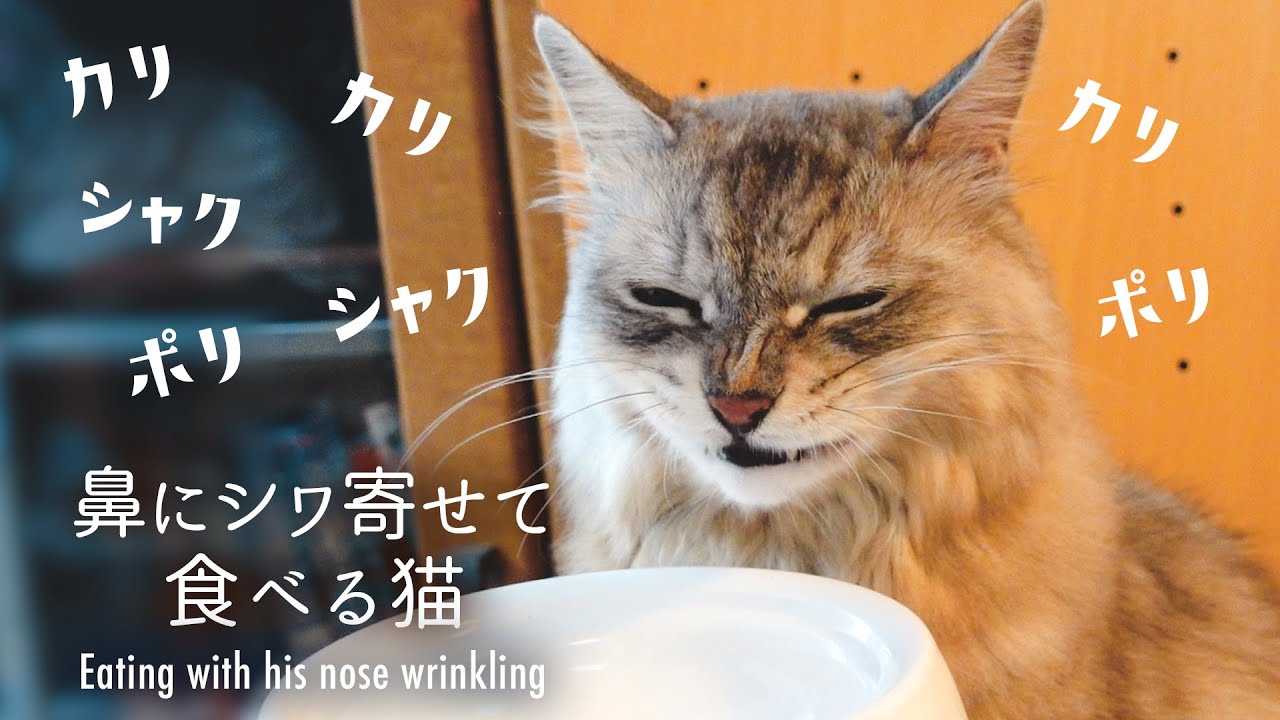 【咀嚼音ASMR】もふもふ巨大猫がカリカリを食べる音と変顔で癒されます/ Cat's happy mealtime!