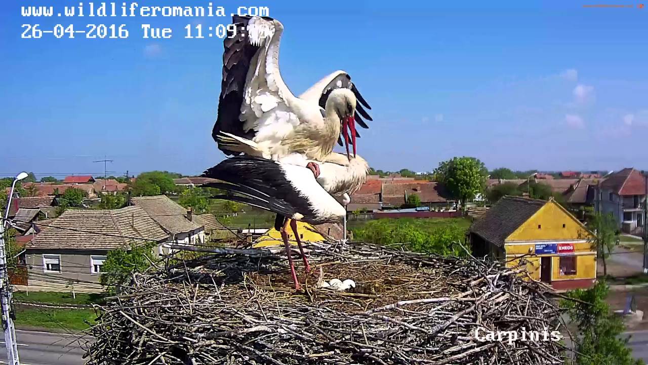Barza alba. Carpinis 26 April 2016