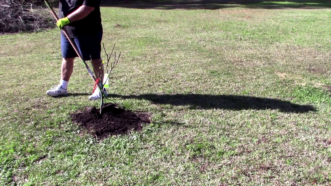 Fertilizing Fig Trees