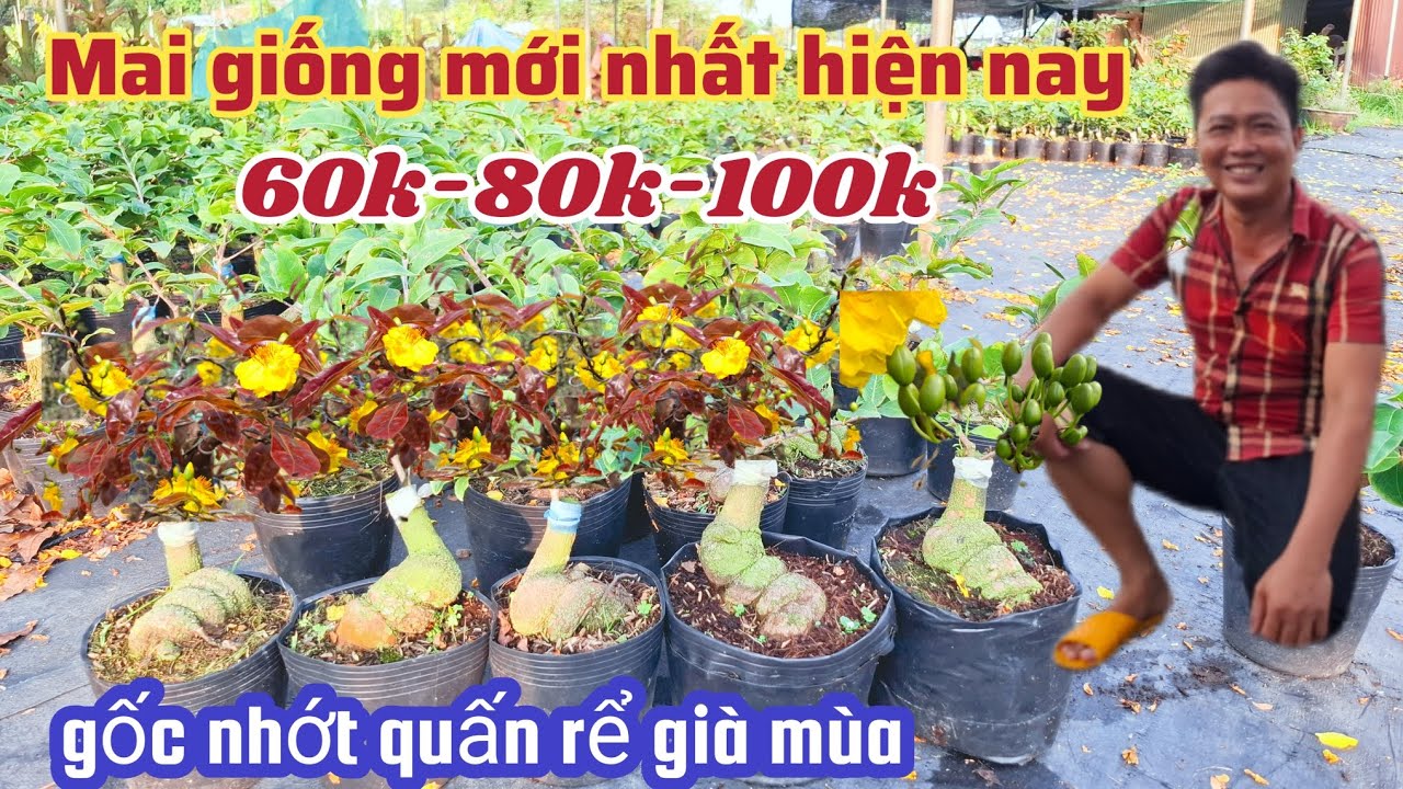 24/02/2026☎️0911 425 114 💥Mai vàng mai giống, cam thiên lộc, bạch mai  giảo lộc đỏ trường thịnh