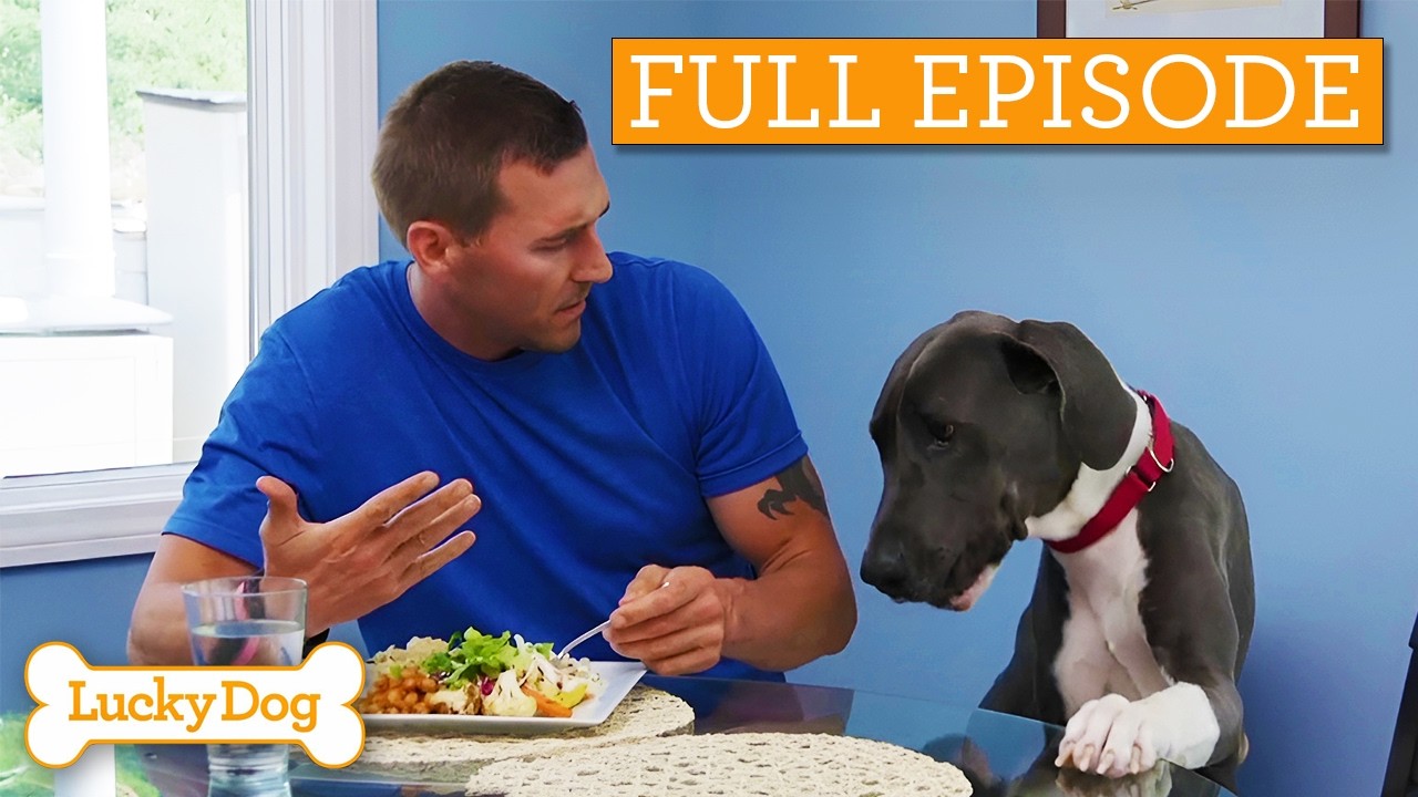 Great Dane Too Big To Find A Home | Full Episode S4 Ep12