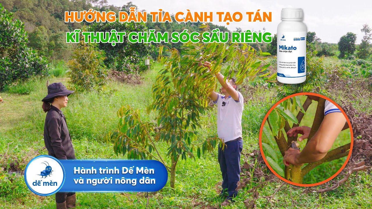 HƯỚNG DẪN TỈA CÀNH TẠO TÁN VÀ KỸ THUẬT CHĂM SÓC SẦU RIÊNG