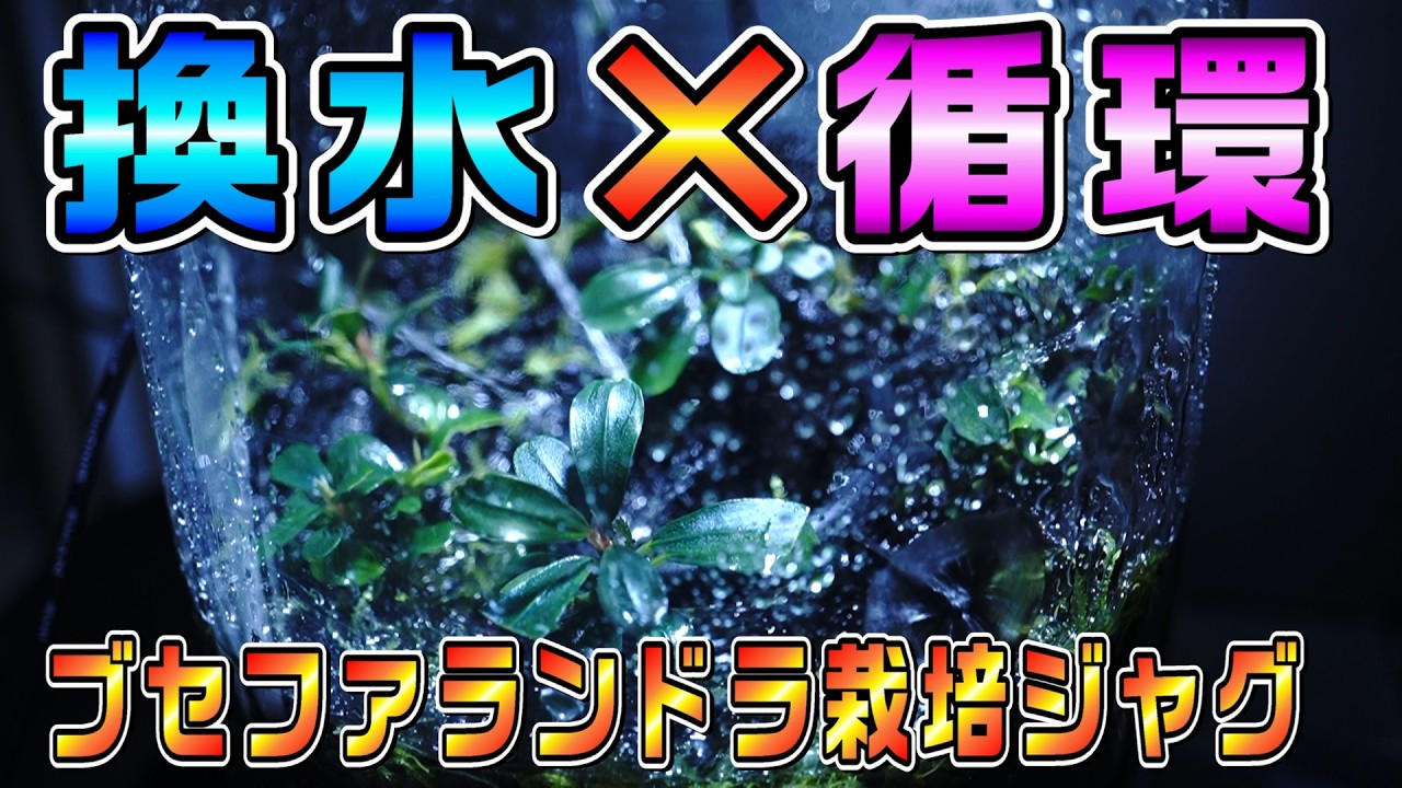 【ブセファランドラ】換水と循環が可能なダイソーのウォータージャグでブセを栽培する【アクアリウム】